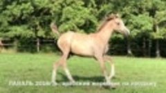 Продажа лошадей арабской породы конефермы Эквилайн, тел., Wh...
