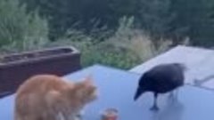 Ворон пытается накормить собак