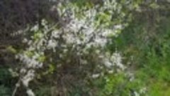 Тёрен цветёт на берегу Бурульчи