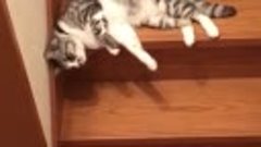 Кот сползает по лестнице смотреть видео прикол - 058.mp4