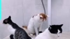 Conscious toilet cats