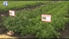 Четвёртый канал: День картофельного поля в Белоярском ГО