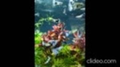рыбки. видео