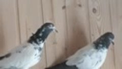 Голуби Тэдди. Мой маточник 2018 teddy pigeons breeders 8(925...