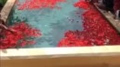 Ковер в бассейне из лепестков роз
