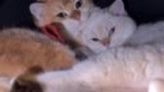 Видео от котомании 💋 💓 😸