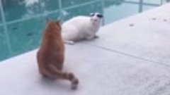 Видео от котомании 😘 💞 😺