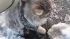 Жители Челябинской области спасли кошку, вмёрзшую в лёд