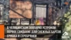 В Челябинском зоопарке устроили первое свидание для снежных ...