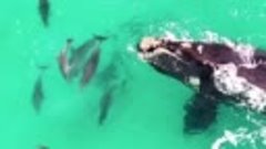 Стая дельфинов играется с огромным горбатым китом. 