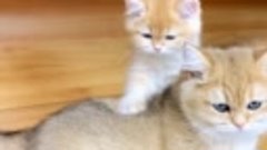 Видео от котомании 😘 💖 😻