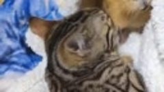 Видео от котомании 😍 💗 🐾