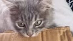 Видео от котомании 💋 💗 😻