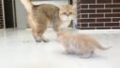 Громко мяукающий котенок учит свою сестру ходить