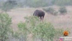 Wildebeest Hooks Lion by Leg as it Tries to Escape.mp4
