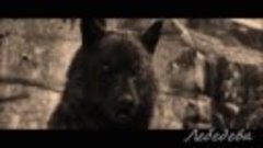 Черный волк — Одиночество( 465544
