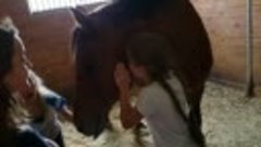 Безумная любовь к лошадям 