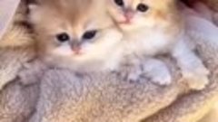 Видео от котомании 💋 💕 🐾