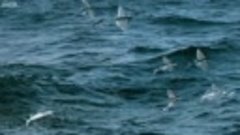 Flying Fish Picked Off From Above And Below _ The Hunt _ BBC...