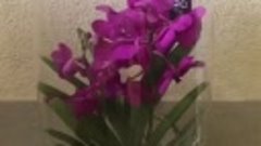 Орхидея: Ванда в вазе. H:65 cm,D:25 cm. Габровская,32 (ТЦ&quot;Ру...
