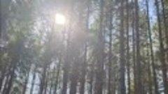 Апрельский лес на Северном Урале 🌲🌞