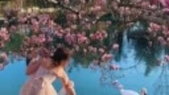 Цветение магнолии в парке Южные Культуры в Сочи