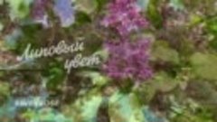 Sevenrose - Липовый цвет (клип)