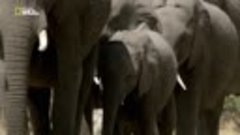 Слон - Король Калахари