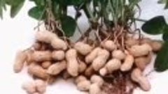 Посадили арахис