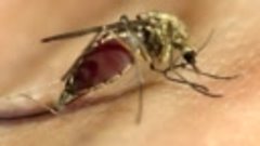 Блокбастер этого лета))) Укус комара в HD качестве. Макросъе...