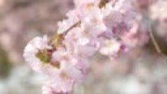 Sakura - Cherry Blossom Girl. (Relax video HD)