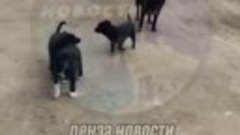 На улице Сосновой, около дома № 22 живут бездомные собаки и ...