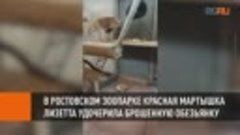 В Ростовском зоопарке красная мартышка Лизетта удочерила бро...