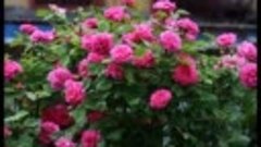 Очень красивые розы и музыка Игоря Крутого.Very beautiful mu...
