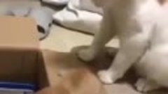 Cats lovers on Instagram_ _------ For more cute ca(MP4).mp4