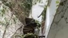 Новости 26 апреля. Кошачья лестница на балкон