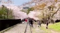 pinterest__1682685516579_Cherry Blossom in Nineizaka Kyoto J...