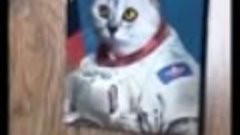 Кот космонафт