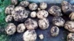 Сорт картофеля Антон (урожай с одного клубня)
