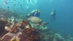 Черепаха бисса на Акульей скале архипелага Самесан | Дайвинг...