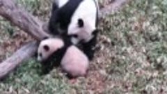 Playing Pandas 🐼 Baby Panda [Funny Pets]