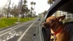 Путешествующие собаки в машинах (группа &quot;100 чудес света&quot;)