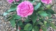Куст роз из фоамирана. Ручная работа. Автор Вера Шеченко.