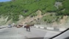 Коровы на дорогах в Грузии.