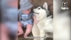 Cute Dogs Playing with Babies Compilation 2018 NEW HD VIDEO