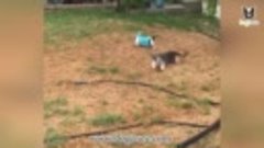 Funny Cats and Dogs Playing Together Super Cute