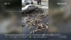 На дорогу в Ростове выбросило килограммы живой рыбы