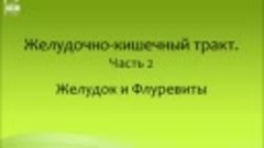 Желудочно-кишечный тракт, ч. 2. Желудок и виоргоны