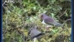 824.Новозеландский плодоядный голубь (Hemiphaga novaeseeland...