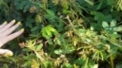 Ботанический сад Батуми-мимоза стыдливая